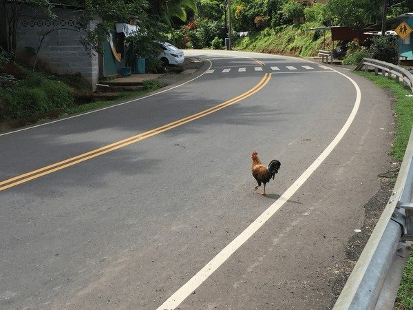 Pillantás chicken road 2 game Pillantás chicken road 2 game