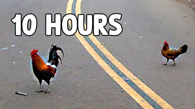 Juego chicken road in Spain