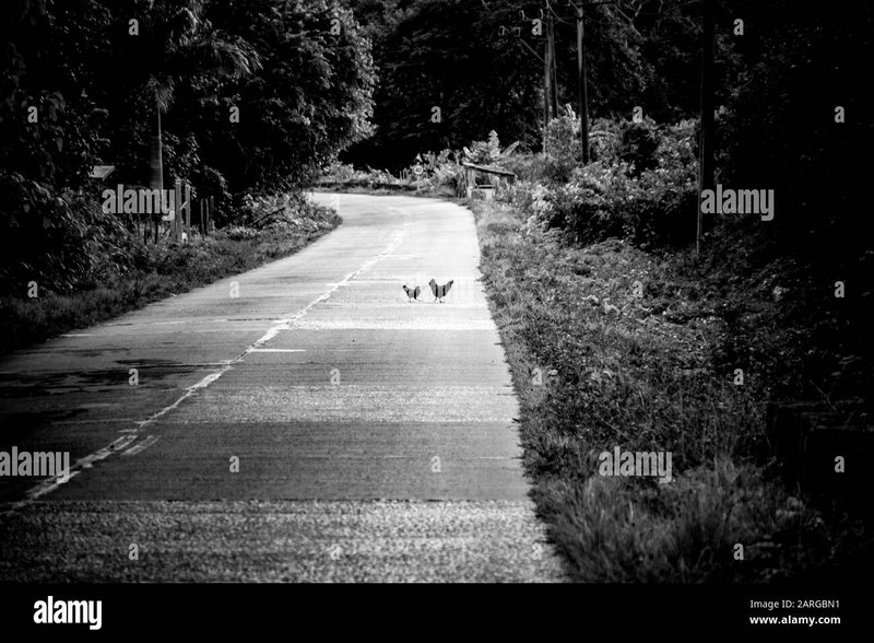 Descubre el Mito de la Carretera de Pollo en la España del Juego - overview Descubre el Mito de la Carretera de Pollo en la España del Juego - overview